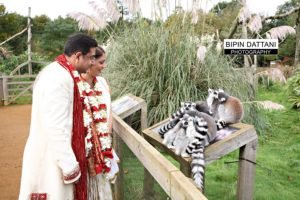 indian couples post wedding portraits with animals at bedfordshire zoo